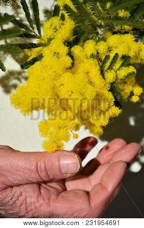 Woman Hand Hold Yellow Mimosa Flower On White Paper Background