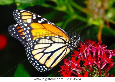 Monarchsept20070006