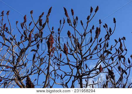 Naked Branches Of Rhus Typhina Against Blue Sky