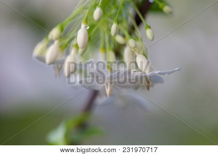 Close Up Wrightia Religiosa Flower On The Tree