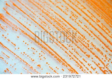 Colony Of Bacteria In Culture Medium Plate, Microbiology.