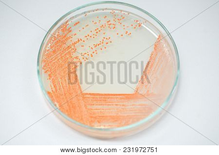 Colony Of Bacteria In Culture Medium Plate, Microbiology.