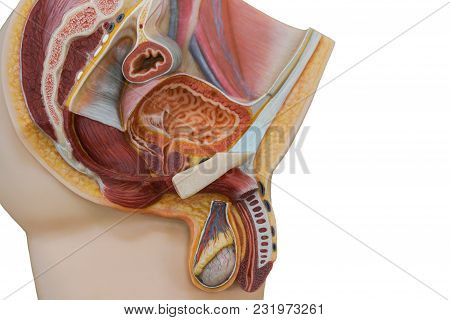 Anatomy Of Penis And Male Urinary System For The Physiology Education