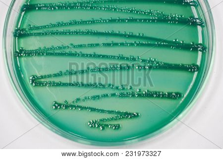 Colony Of Bacteria In Culture Medium Plate, Microbiology.