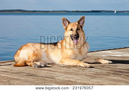 Outdoor portrait of pure bred german shepherd.