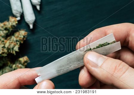 The Man Twists The Canth From Fresh Marijuana