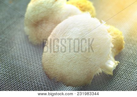 Fresh Monkey's Head Mushroom Dried On Grill By Sunlight, Ingredient Of Herb Tea