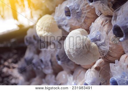Lion's Mane Mushroom Growing In Mushroom Farms In Thailand