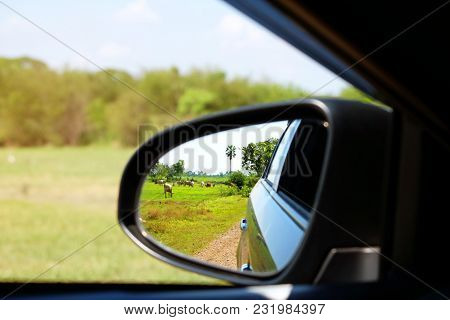 The Green Farm With Many Cows And Oxen Beside The Dirt Road From The Reflection In Left Side Mirror 