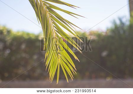Palm Yellow - Green Tropical Leaves Background Plant