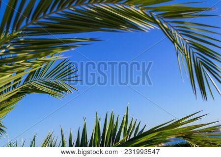 Palm Yellow - Green Tropical Leaves Background Plant