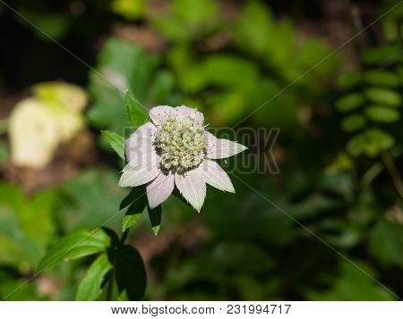 Pale Flower Of Great Masterwort Or Astrantia Maxima Close-up, Selective Focus, Shallow Dof.