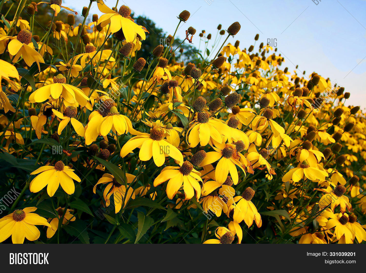 Yellow Tall Rudbeckia Image Photo Free Trial Bigstock