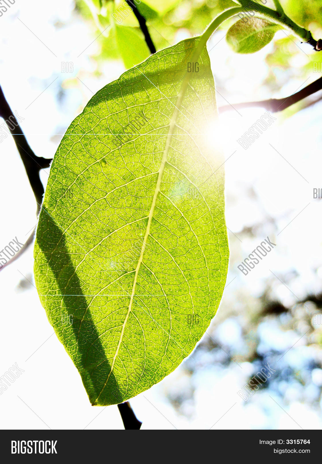 Image Preview