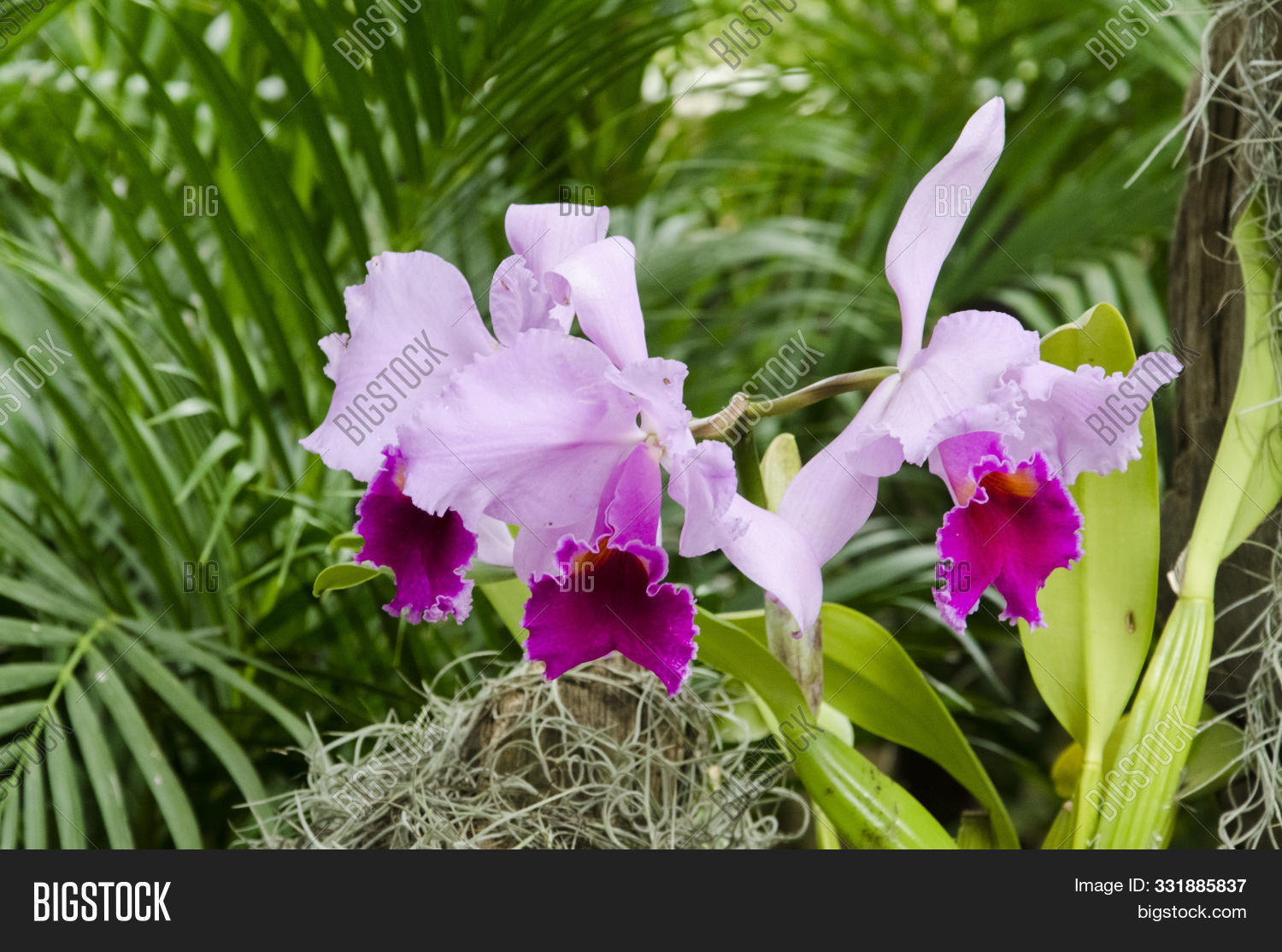 Каттлея шиллериана. В какой природной зоне обитает орхидея каттлея. В какой природной зоне обитает орхидея каттлея. Cattleya percivaliana marmorata. Орхидея cattleya trianae.