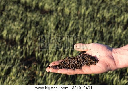Soil On An Open Palm On The Background Of A Sown Field With Young Plants. Soil Testing In Agricultur