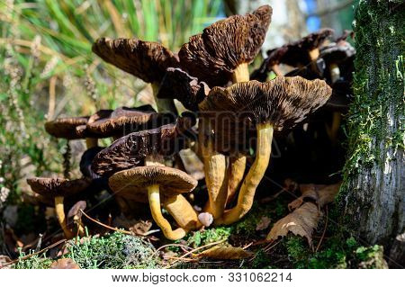 Forest Mushrooms Growing In Kempen Forest, North Brabant, Netherlands
