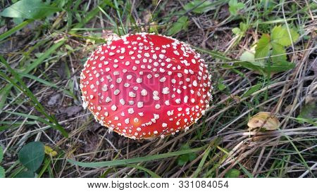 Red Toadstool Poisonous Mushroom Growth In The Forest, Fly Agaric Fungi. Fly Agaric Hat Top View. Da