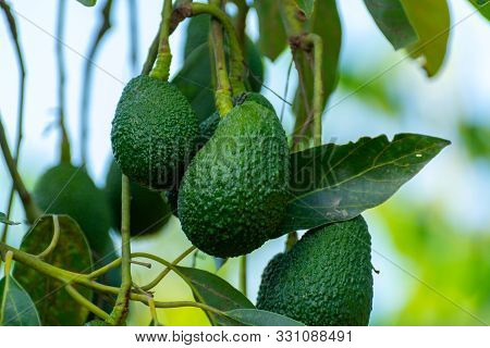 Cultivation Of Tasty Hass Avocado Trees, Organic Avocado Plantations In Costa Tropical, Andalusia, S