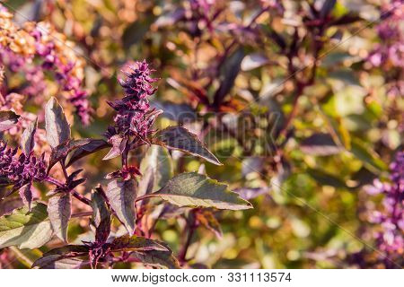 Sweet Basil Or Cinnamon Basil Or Thai Basil (ocimum Basilicum) Leaves And Flowers, Background. Basil