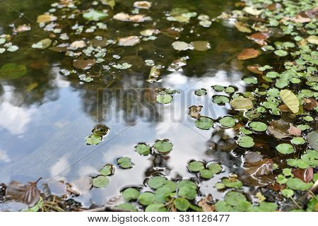 Nature Summer River.beautiful Nature By The River On A Sunny Summer Day. Rest By The River. Summer L