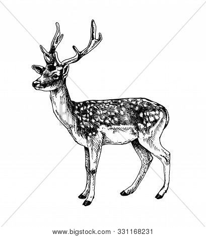 Fallow Deer Standing Hatched Illustration Vector Isolated