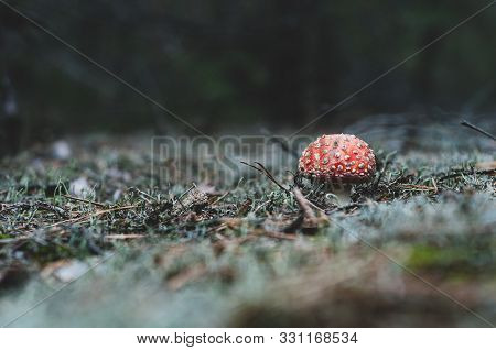 Amanita Forest Mushroom With Red Hat, Close-up. Outdoors. On Blurry Background. Sprouted Mushroom Am