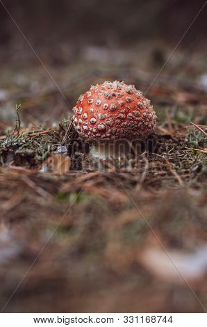 Amanita, Forest Mushroom With Bright Red Hat And White Dots. Mushrooms Growing In Forest Close-up. O