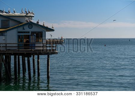 Pelicans sitting on a Stearns Warf pier, USA