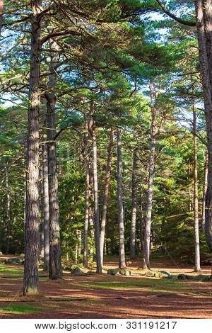 Evergreen Woods At Hvaler Island In Norway
