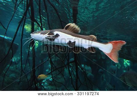 Redtail Catfish (practocephalus Hermioliopterus) In The Freshwater Aquarium