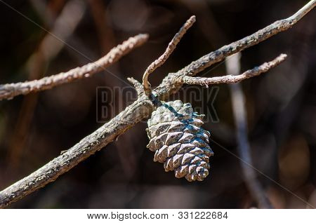 Closeup Of A Dried Pine Cone Hanging On A Branch Of A Tree In Tuscany