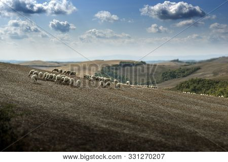 Sheep Grazing On The Sienese Hills In September