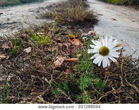 A Fly Sits On A Camomile Among Grass And Dry Leaves.
