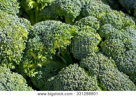 Crisp Broccoli Close-up Shot, Selective Focus, For Sale At A Farmers Market, Light Green Predominant