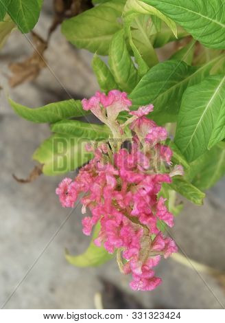 Beautiful Pink Cockscomb, Woolflowers Or Celosia Cristata Flowers. A Flower Resembling The Head Of A
