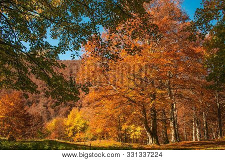 Wild Forest Of Mount Terminillo In The Autumn Season, Lazio, Italy