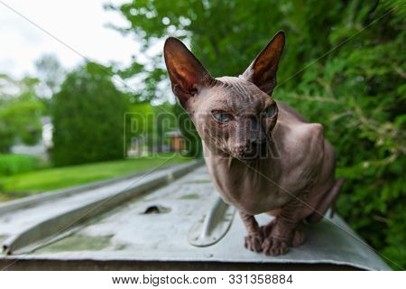 Relaxed Cat Is Enjoying The Great Outdoors While Laying On An Upside-down Paddleboat.