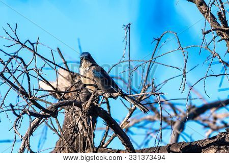 Blue Scrub Jay Grasps Branch Perch Tightly Atop Dead Wood Tree With Blue Sky In Background While Loo