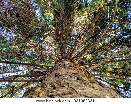 View From The Ground Of Pine Evergreen Tree With Branches And Wooden Texture Closeup As Natural Wall
