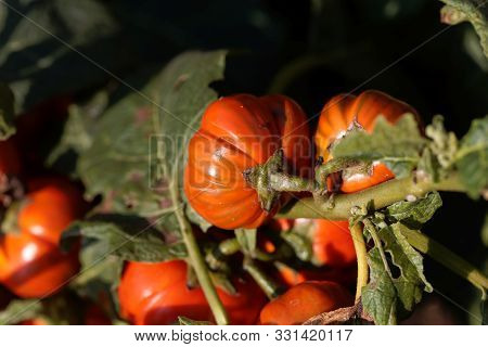 Fruits Of An Ethiopian Nightshade, Solanum Aethiopicum.