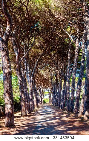 Long Arched Pine Trees Alley Walkway In The Natural Forest Park Near The Tenda Gialla Beach, Orbetel