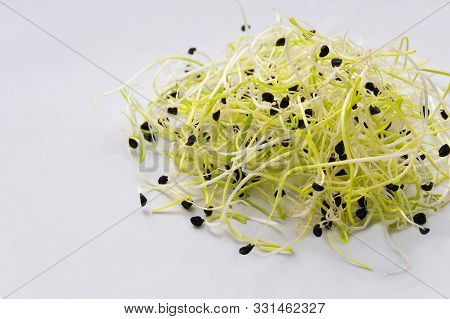 Fresh Garlic Chives  Sprouting Seeds On White Background..the Sprouts Will Add Flavor To All Kinds O
