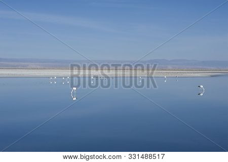 San Pedro De Atacama, Antofagasta, Chile - November 01, 2012: Flamingos In The Huge Lake Cejar (lagu