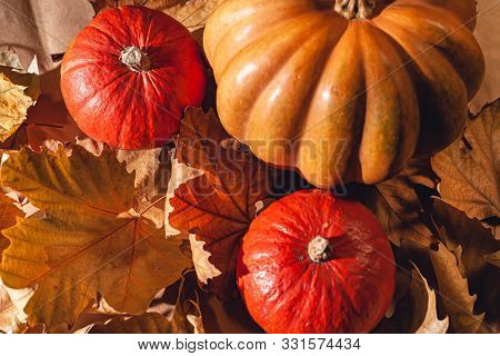 Autumn Composition Of Pumpkins And Yellow Leaves. Stock Photo Of Pumpkins On Dry Leaves.