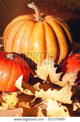 Autumn Composition Of Pumpkins And Yellow Leaves. Stock Photo Of Pumpkins On Dry Leaves.