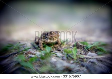 Frog On The Ground, Between The Leaves. Common Toad In The Natural Environment. Bufo Bufo, Family Bu