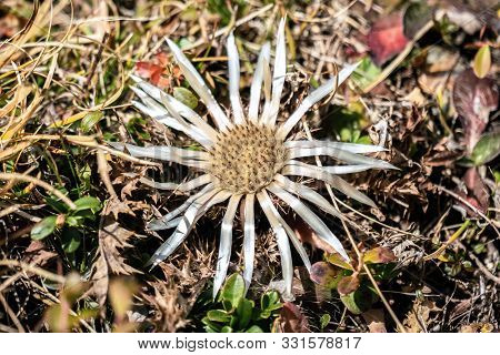 Detailed Close Up Of A Single White Carline Thistles (carlina Acaulis) Blooming In The Italian Alps 