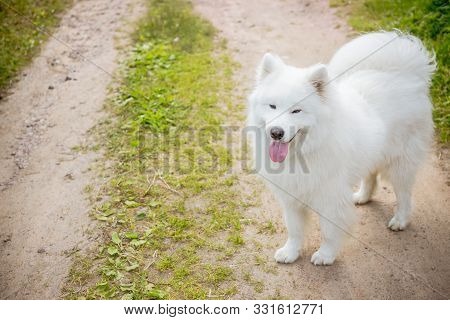 Beautiful Samoyed Dog.funny Samoyed Puppy Dog Top View In The Garden On The Green Grass.playful Pet 