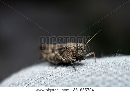 Grasshopper Sitting On White Background. Orthoptera. Acrididae. Catantopinae. Close-up